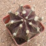 Gymnocalycium mihanovichii