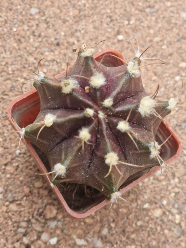 Gymnocalycium mihanovichii