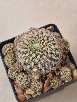 Sulcorebutia breviflora