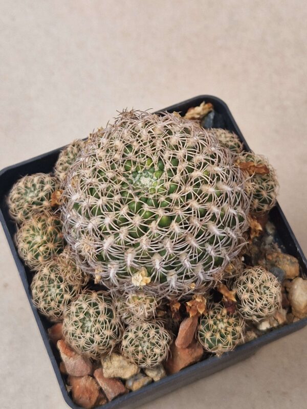 Sulcorebutia breviflora