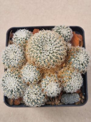 Sulcorebutia albissima