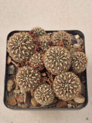 Sulcorebutia steinbachii