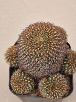 20260910_154203 Sulcorebutia sp