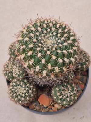 Sulcorebutia HS 115