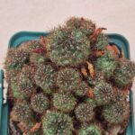 Sulcorebutia sp