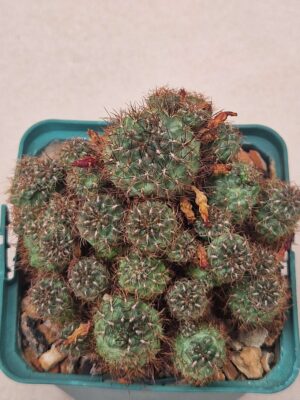 20260910_154747 Sulcorebutia sp