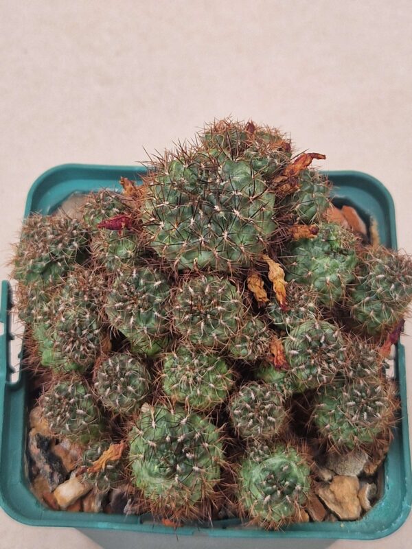Sulcorebutia sp