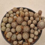 20260910_154802 Sulcorebutia verticilacantha v brevispina