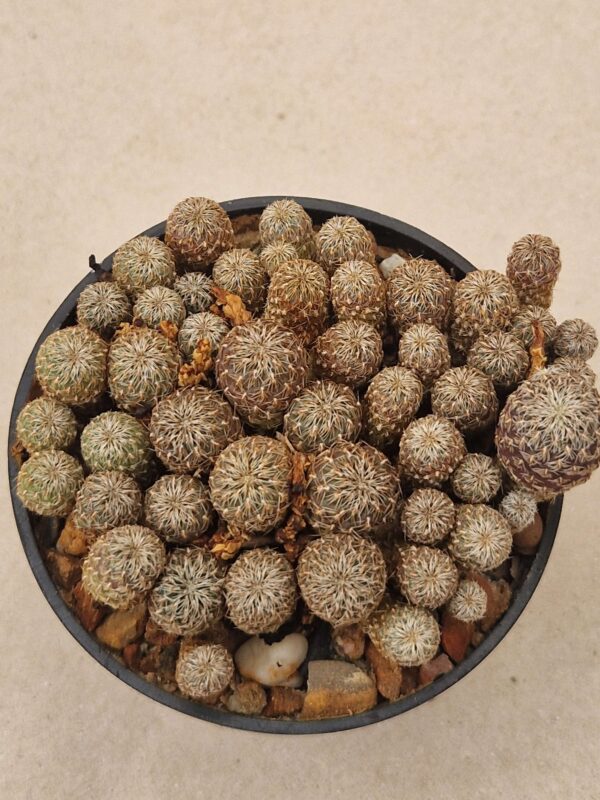 Sulcorebutia verticilacantha v brevispina