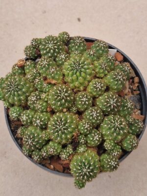 20260910_154816 Sulcorebutia steinbachii
