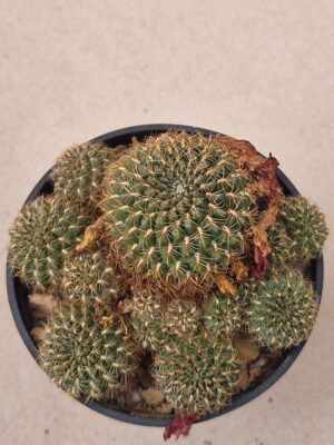 Sulcorebutia KK 1262