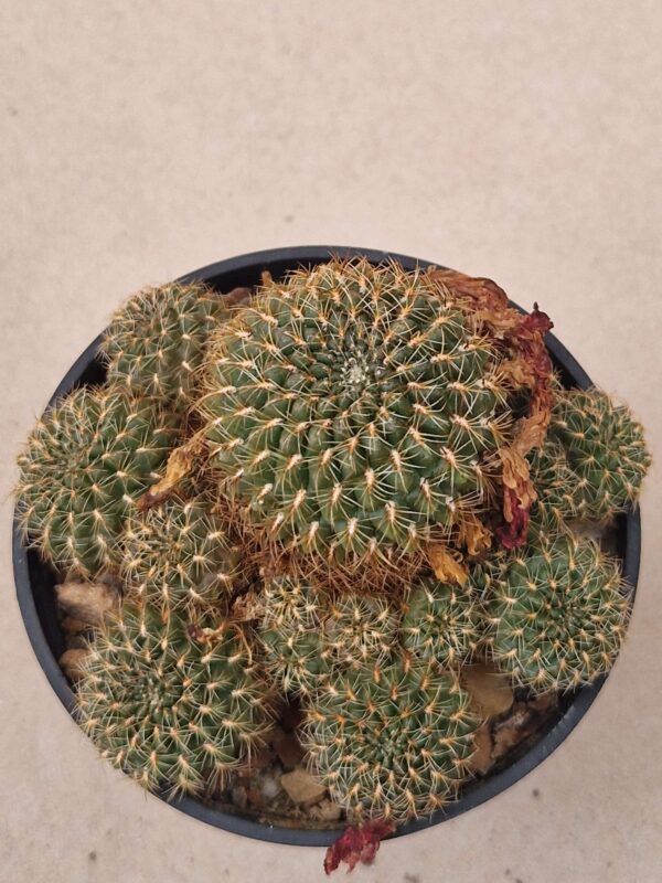 Sulcorebutia KK 1262