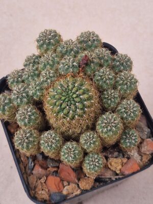 20260910_155612 Sulcorebutia steinbachii