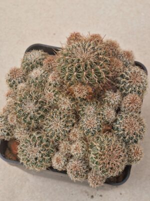 Sulcorebutia hofmanniana
