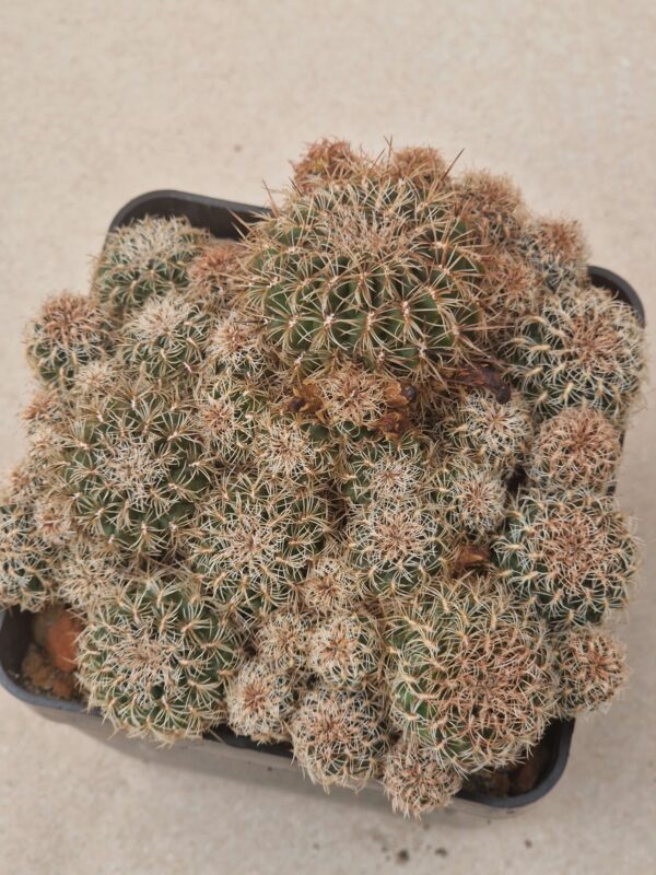 Sulcorebutia hofmanniana