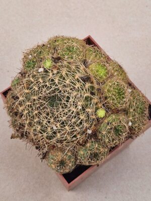 20260910_161301 Sulcorebutia tiraquensis ssp mariana v lauii