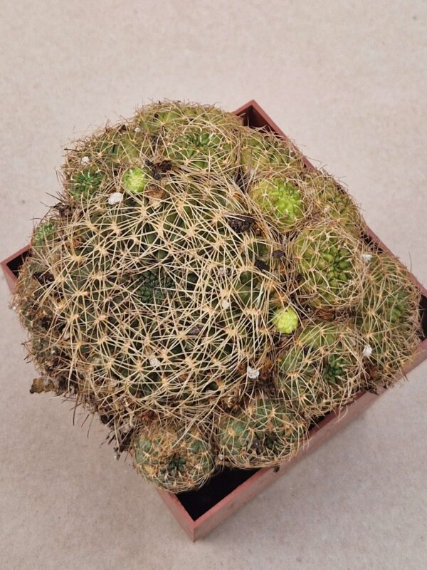 Sulcorebutia tiraquensis ssp mariana v lauii