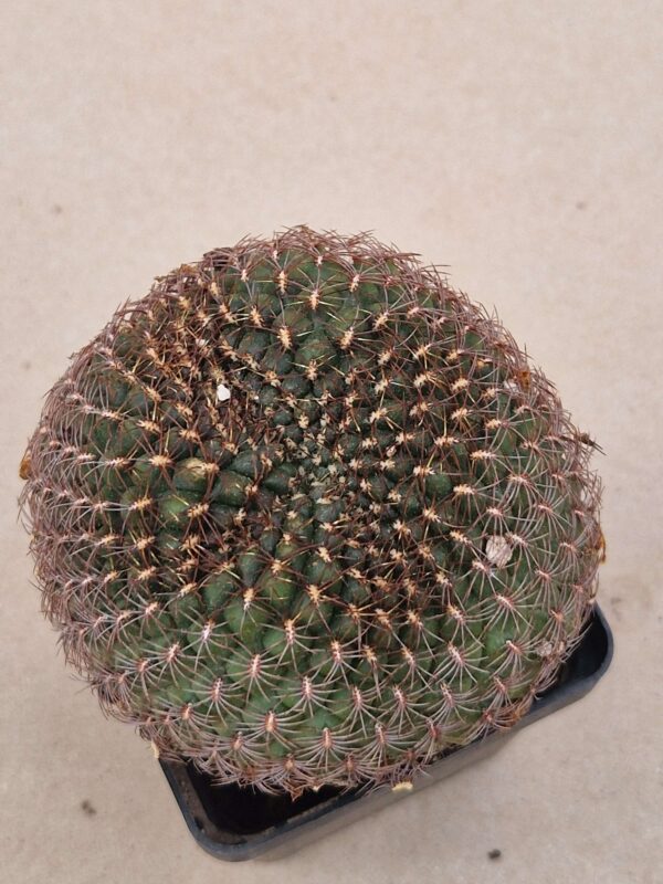Sulcorebutia frankiana