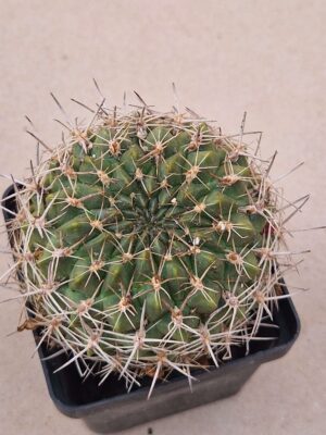 Sulcorebutia juckerii