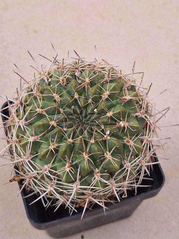 Sulcorebutia juckerii