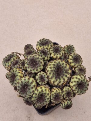 20260910_162702 Sulcorebutia rauschii