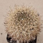 Lobivia acantholegma v pilosa