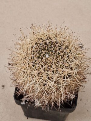 Lobivia acantholegma v pilosa