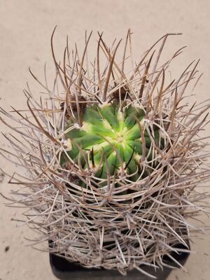 20260910_163101 Lobivia marsonerii v rubescens