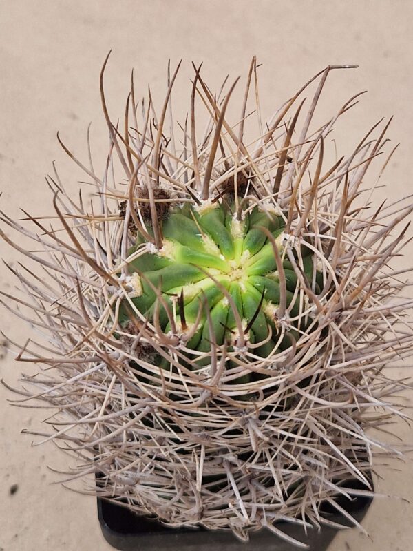 Lobivia marsonerii v rubescens