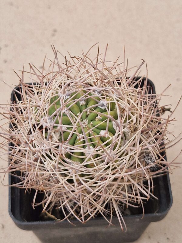 Lobivia lateritia