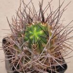 Lobivia haematantha v huarinensis