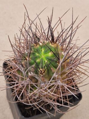 20260910_163155 Lobivia haematantha v huarinensis