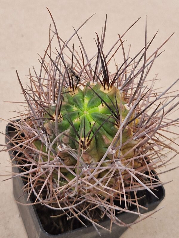 Lobivia haematantha v huarinensis