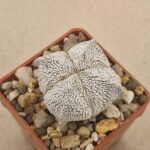 20260912_091527 Astrophytum myriostigma cv Onzuko