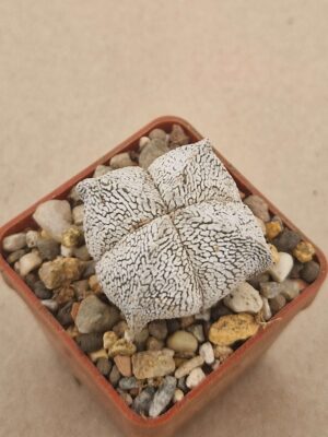 20260912_091527 Astrophytum myriostigma cv Onzuko
