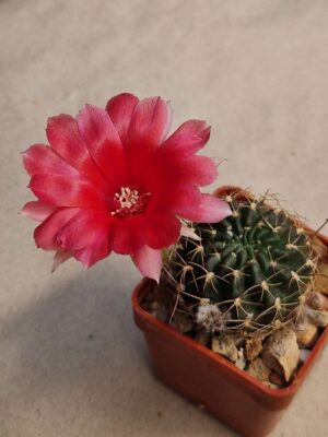 20260912_150347 Lobivia sp