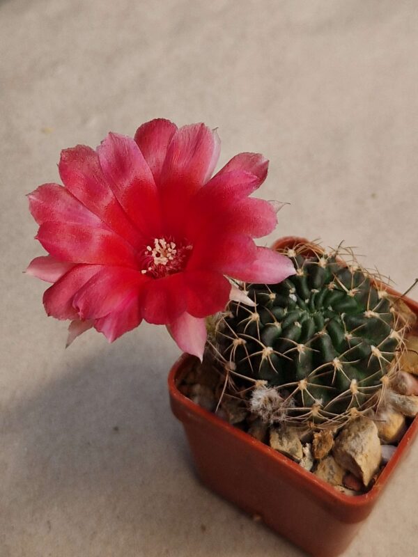 Lobivia sp