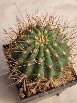 Soehrensia sp