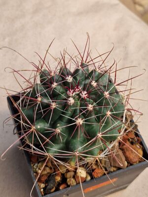 20260912_150555 Ferocactus hamatacanthus