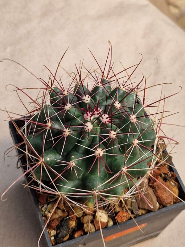 Ferocactus hamatacanthus