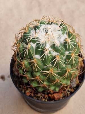 20260912_150606 Coryphantha sp
