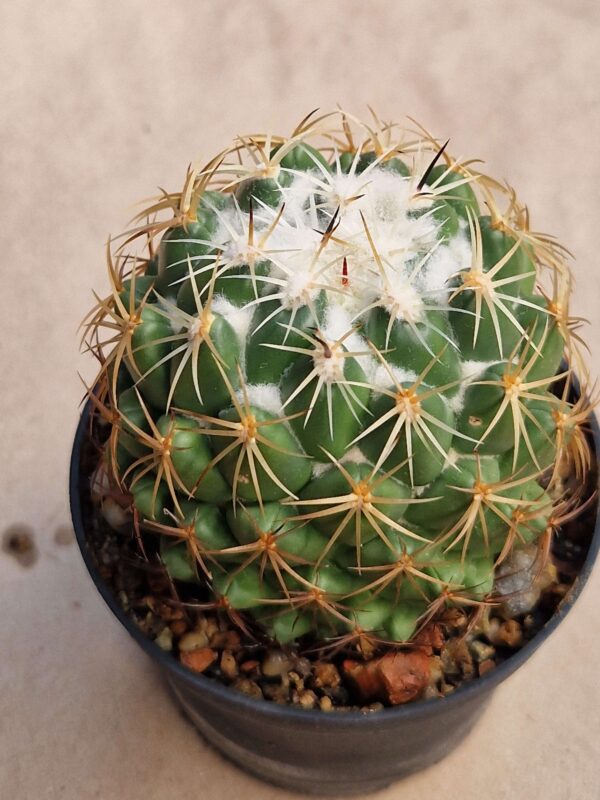 Coryphantha sp