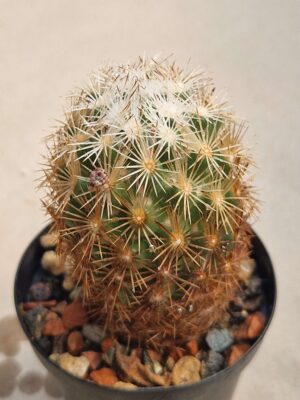 Escobaria grata