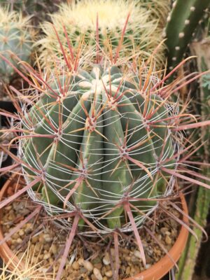 20260912_172631 Ferocactus sp