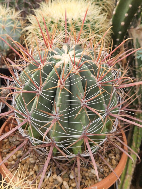 Ferocactus sp