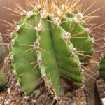 20260912_172652 Astrophytum ornatum