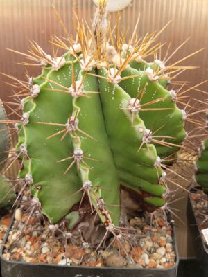 20260912_172652 Astrophytum ornatum