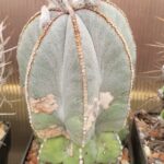 20260912_172709 Astrophytum myriostigma