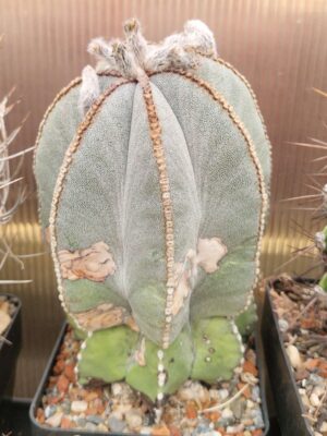 20260912_172709 Astrophytum myriostigma