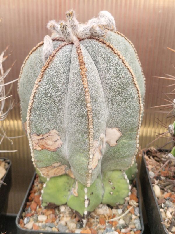 Astrophytum myriostigma